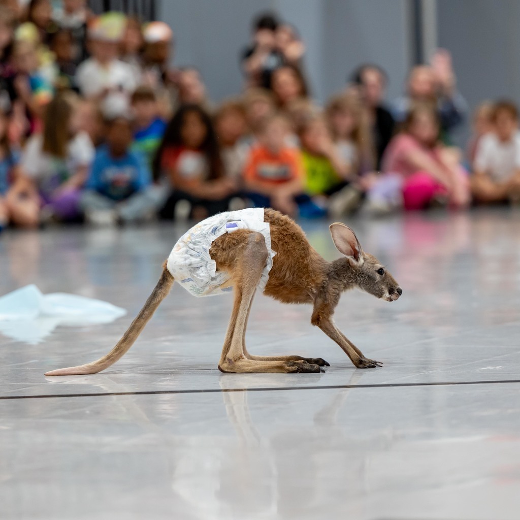 Zoodles Animal Education