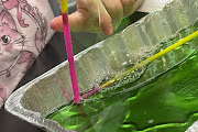 6th grade science  lab 
