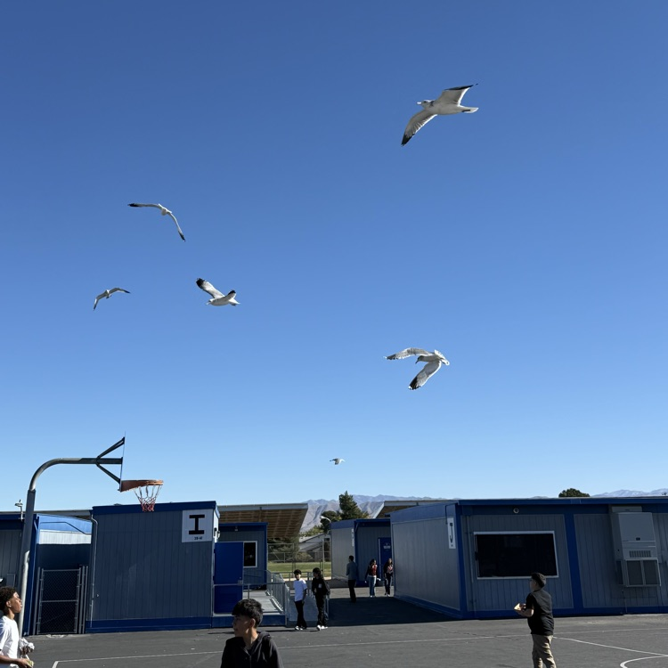 Seagulls are back