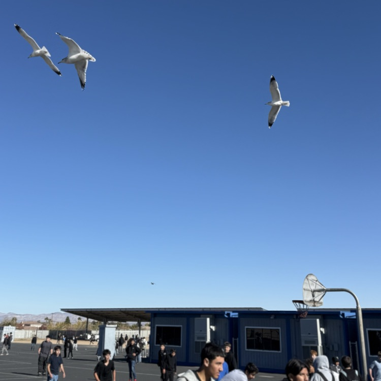 Seagulls are back