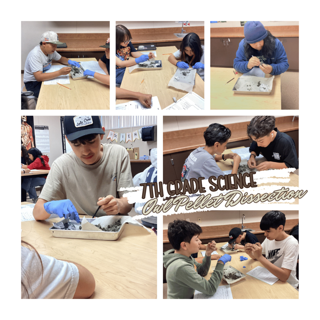7th Grade Science Owl Dissection Project