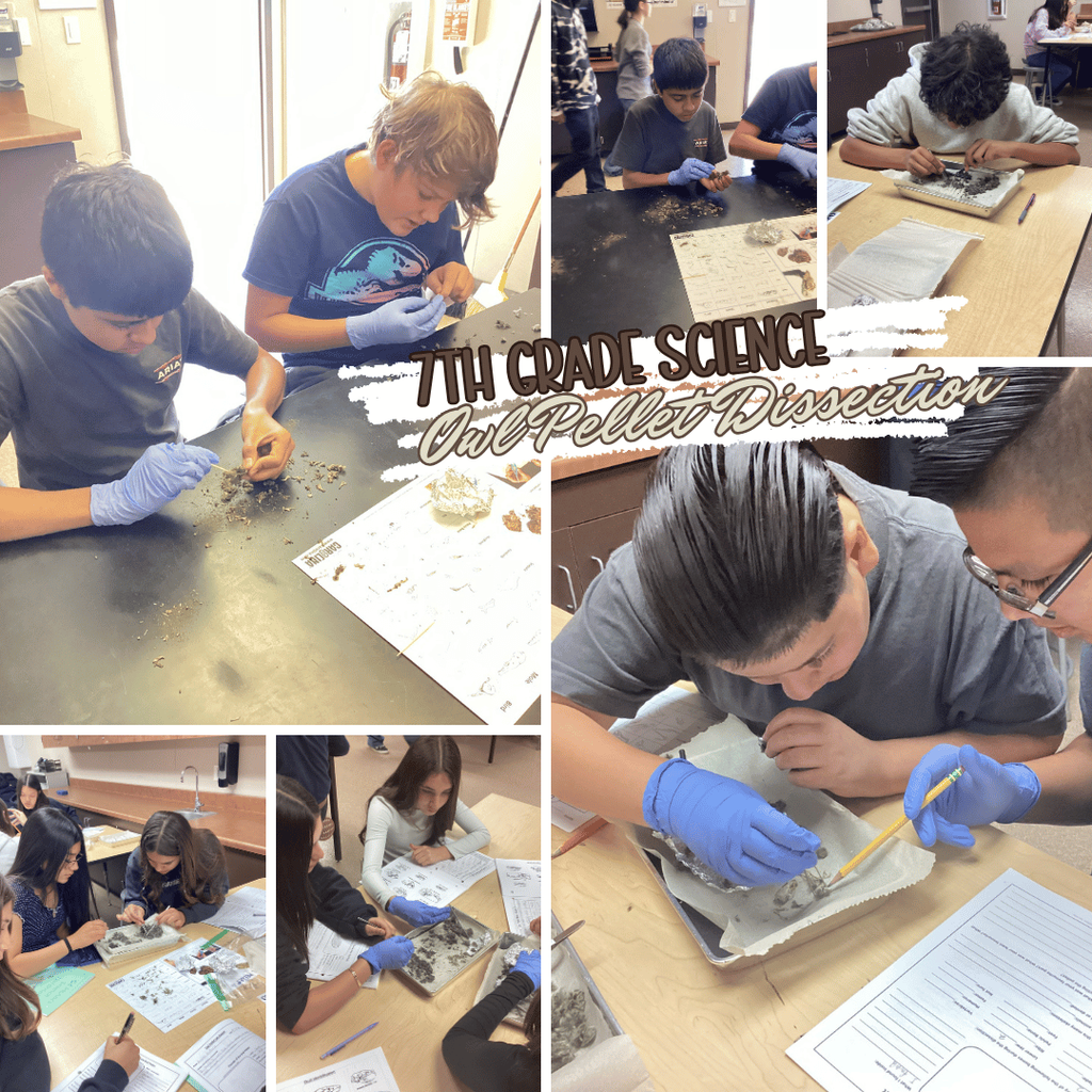 7th Grade Science Owl Dissection Project