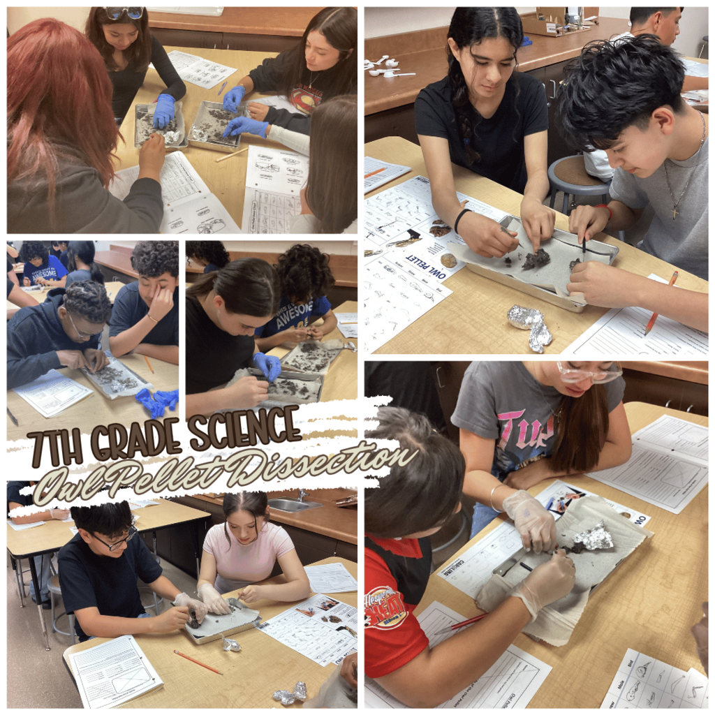 7th Grade Science Owl Dissection Project