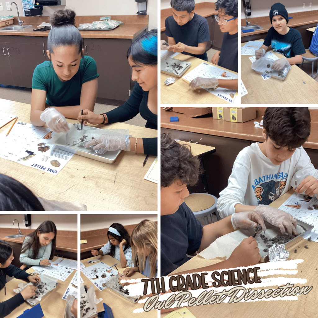 7th Grade Science Owl Dissection Project