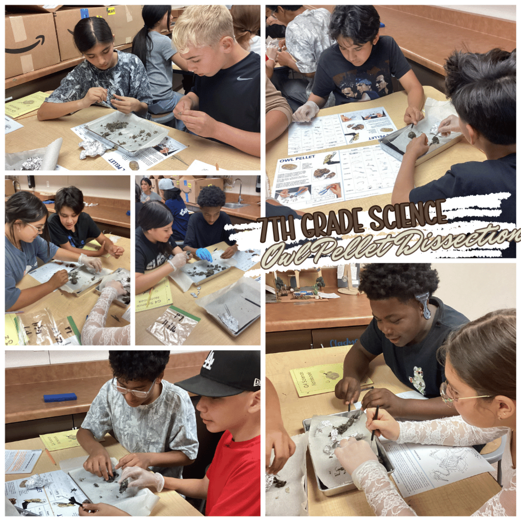 7th Grade Science Owl Dissection Project