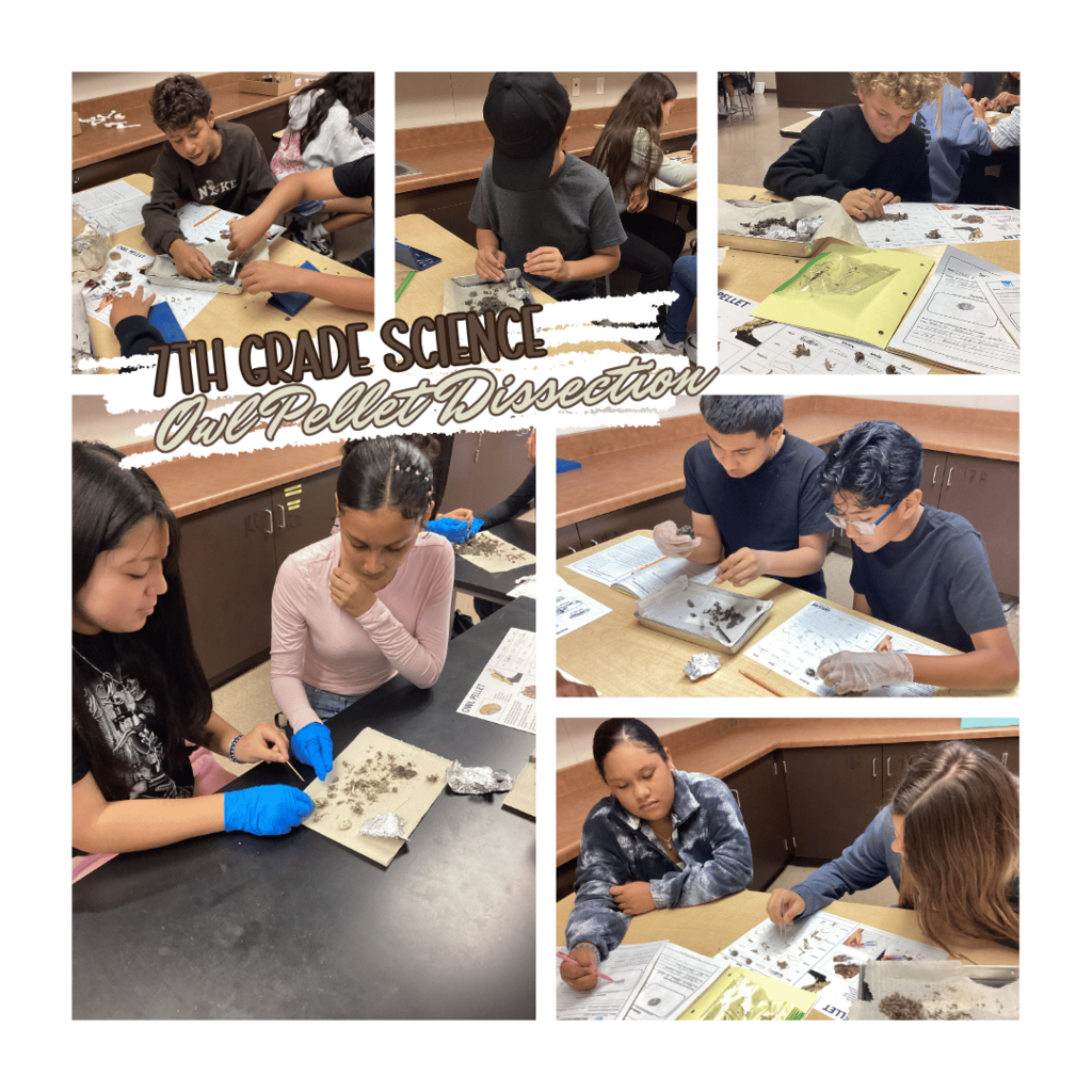 7th Grade Science Owl Dissection Project