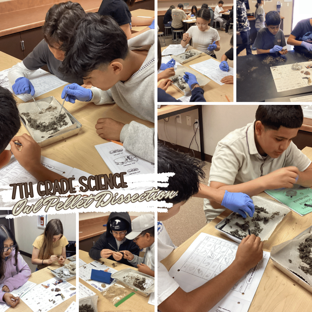 7th Grade Science Owl Dissection Project
