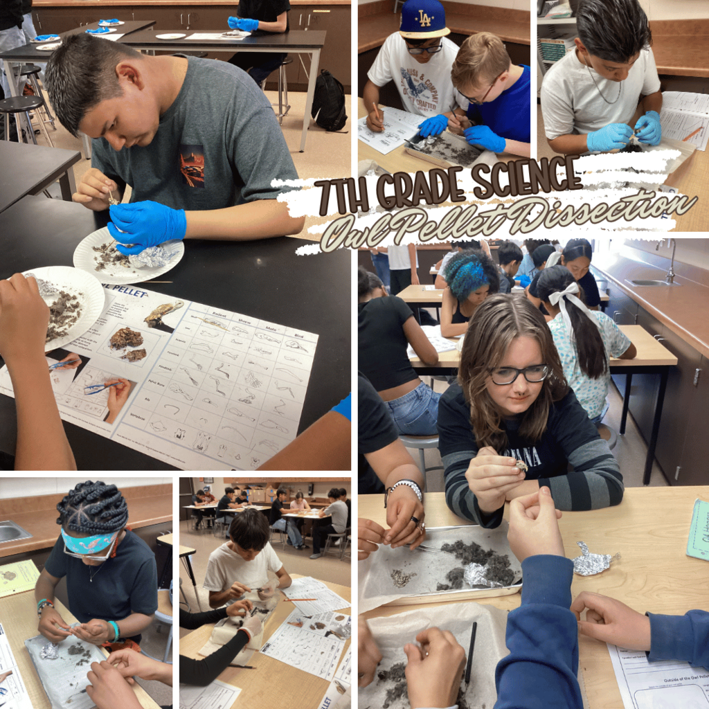 7th Grade Science Owl Dissection Project