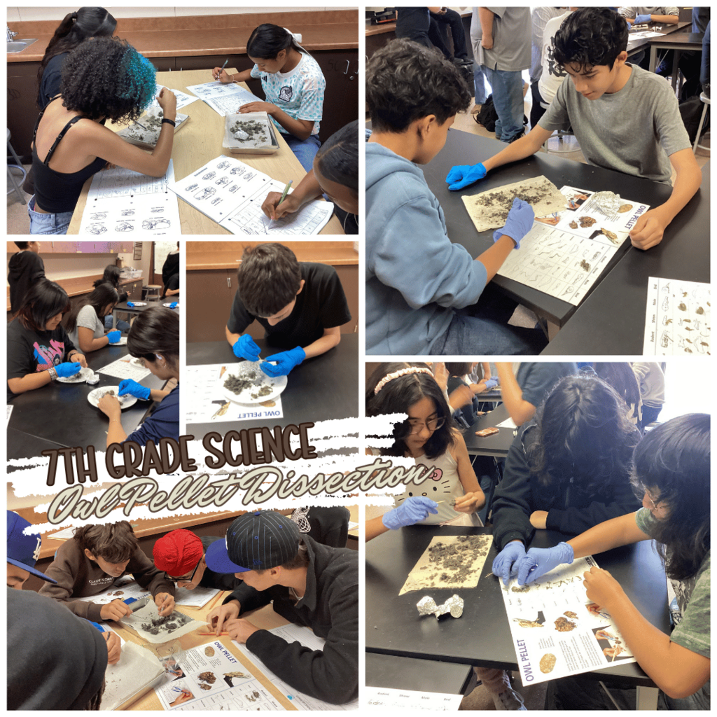 7th Grade Science Owl Dissection Project