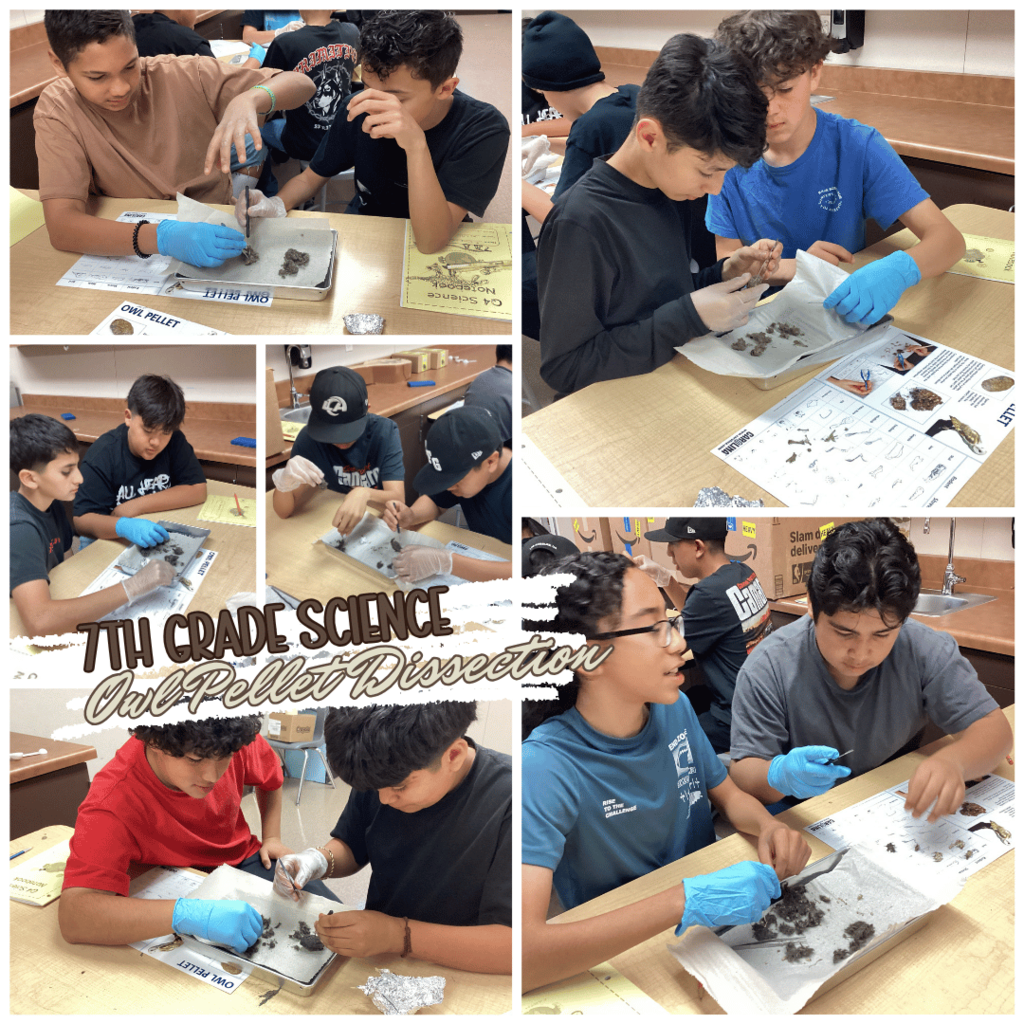 7th Grade Science Owl Dissection Project