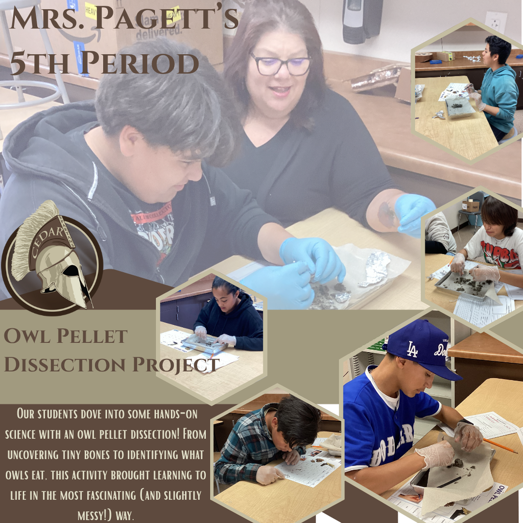 Owl Pellet Dissection 