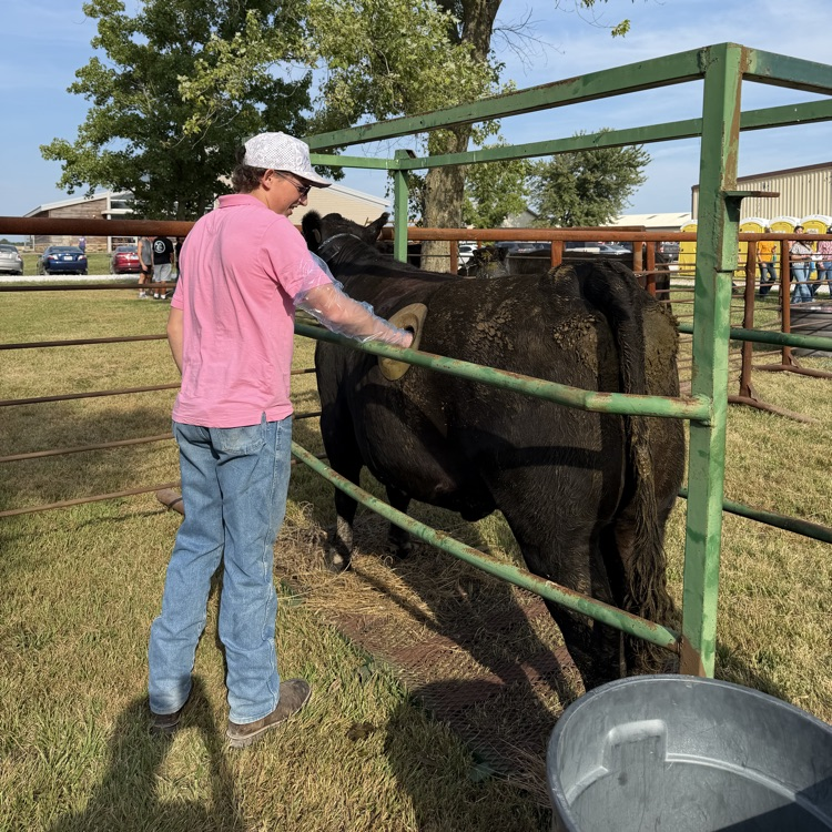 student feeling a canulated cow 