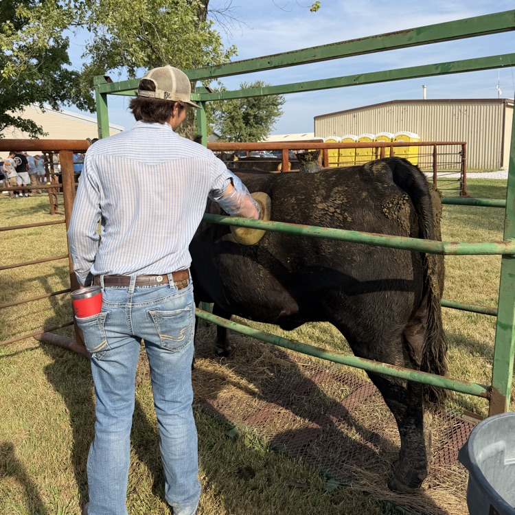 student feeling a canulated cow 