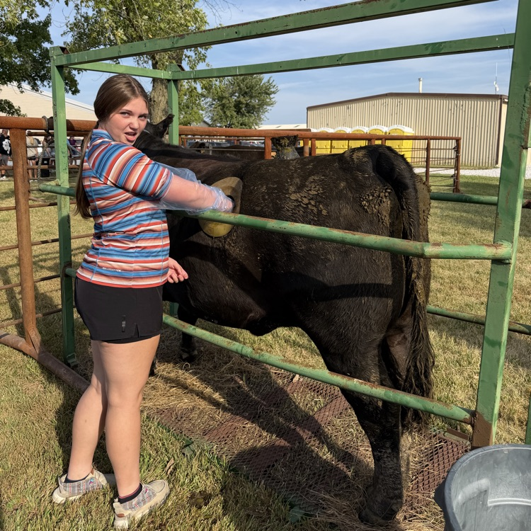student feeling a canulated cow 