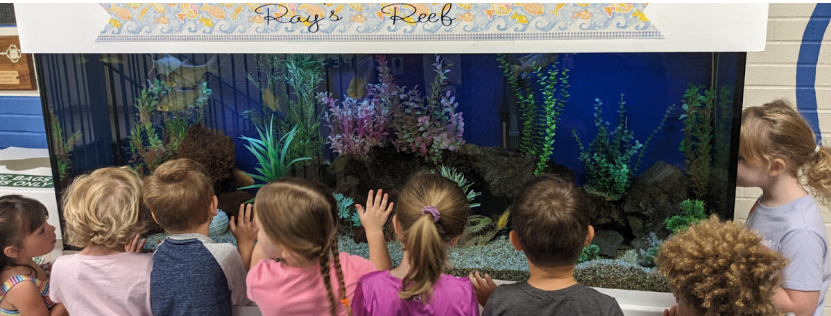 Preschool Students looking into fish tank