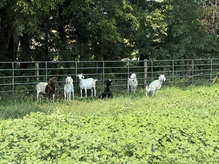 goats
