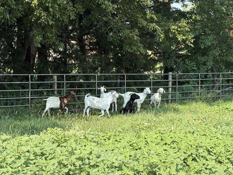 goats