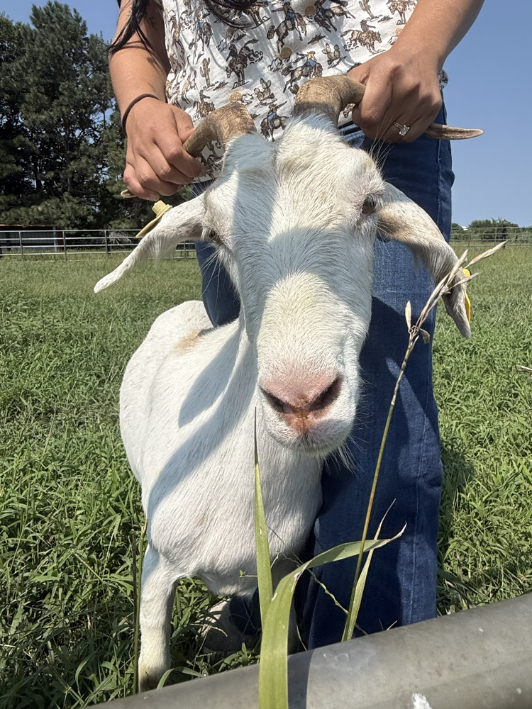 white goat