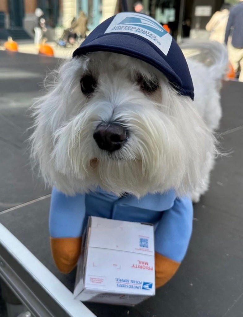 3rd Place: Student Sofia Ahmed - Dog Cotton the Mailman