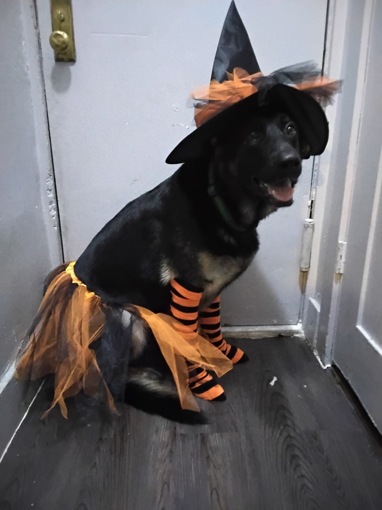 Second Place: Maria Navarro - Dog Pegasus the Witch 