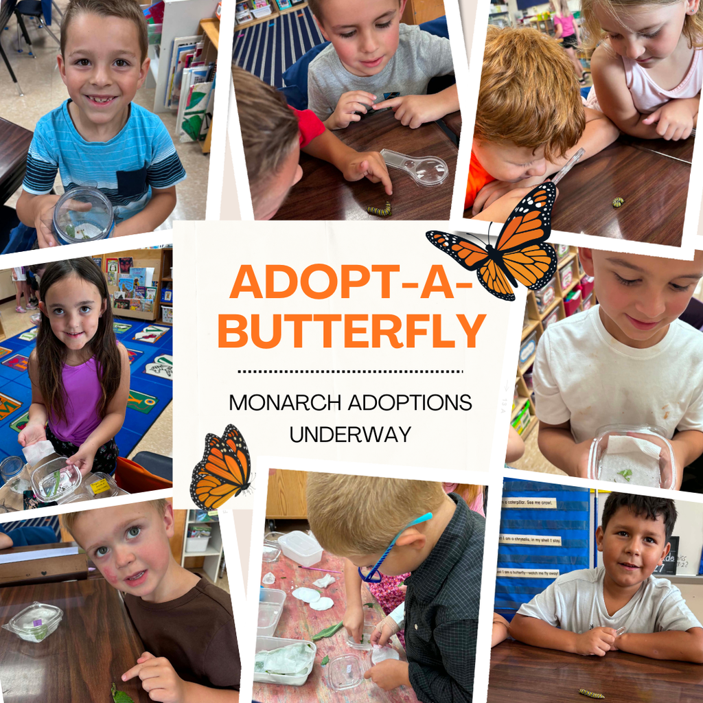 #HCSCardinals Adopt-a-Butterfly