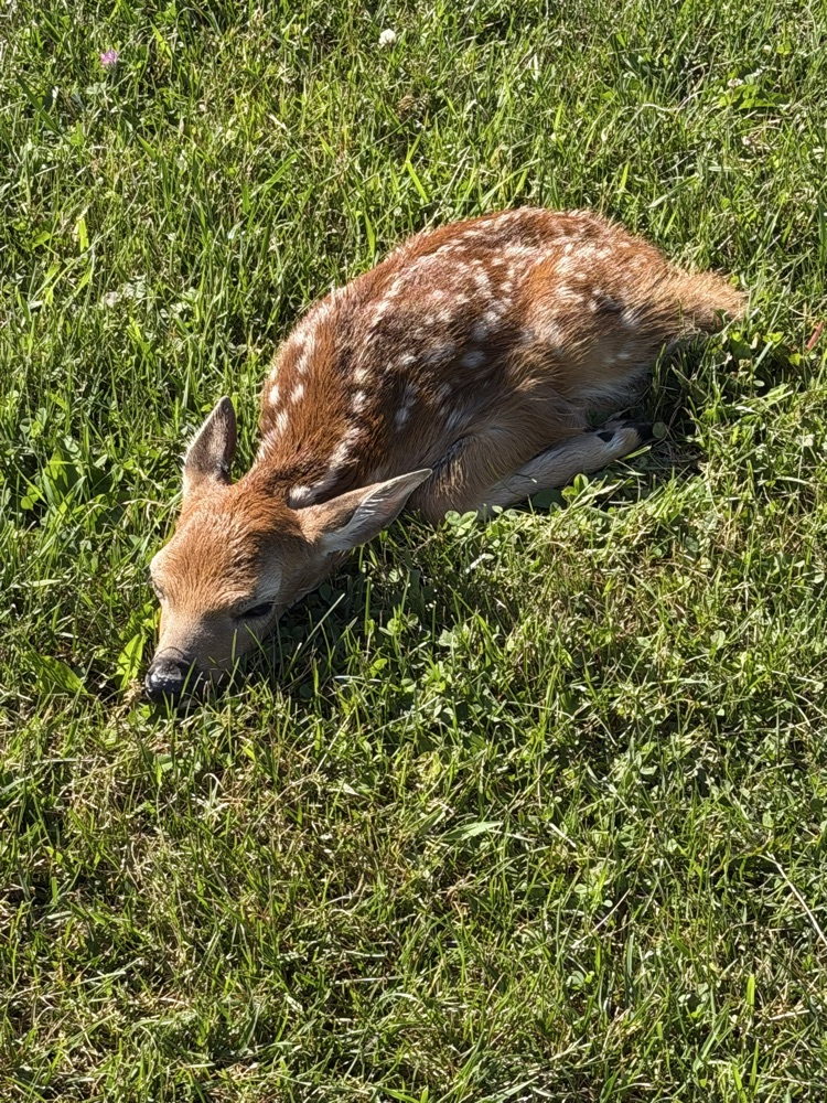deer