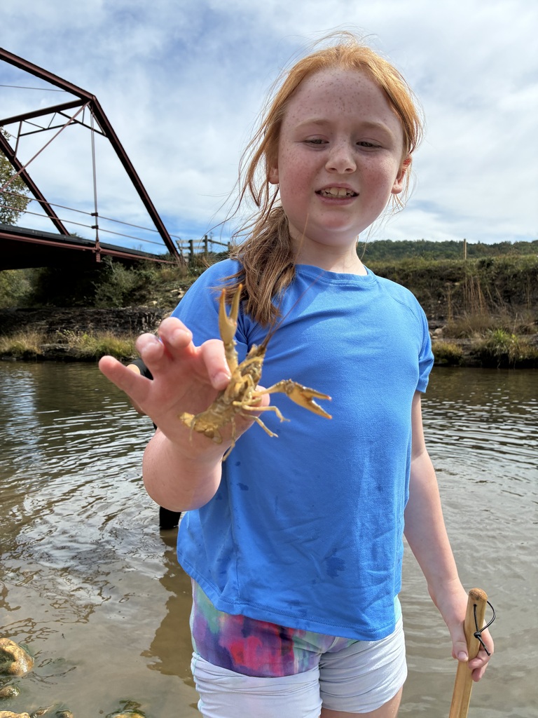 crawfish