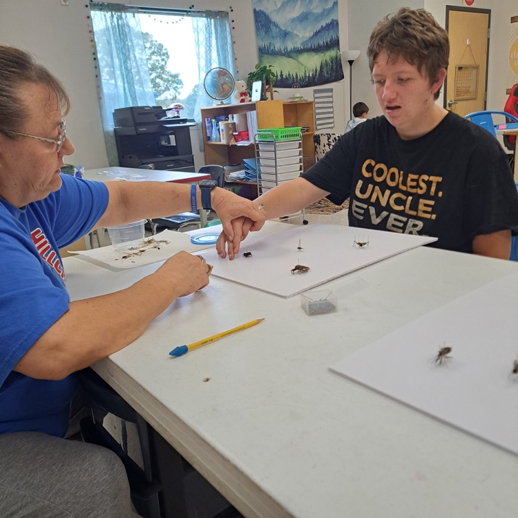 student bug collections
