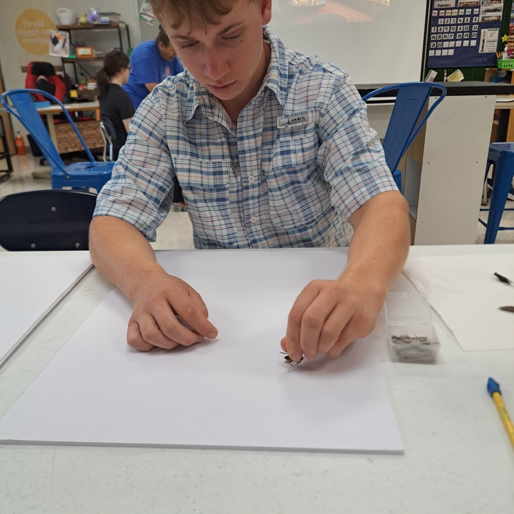 student bug collections