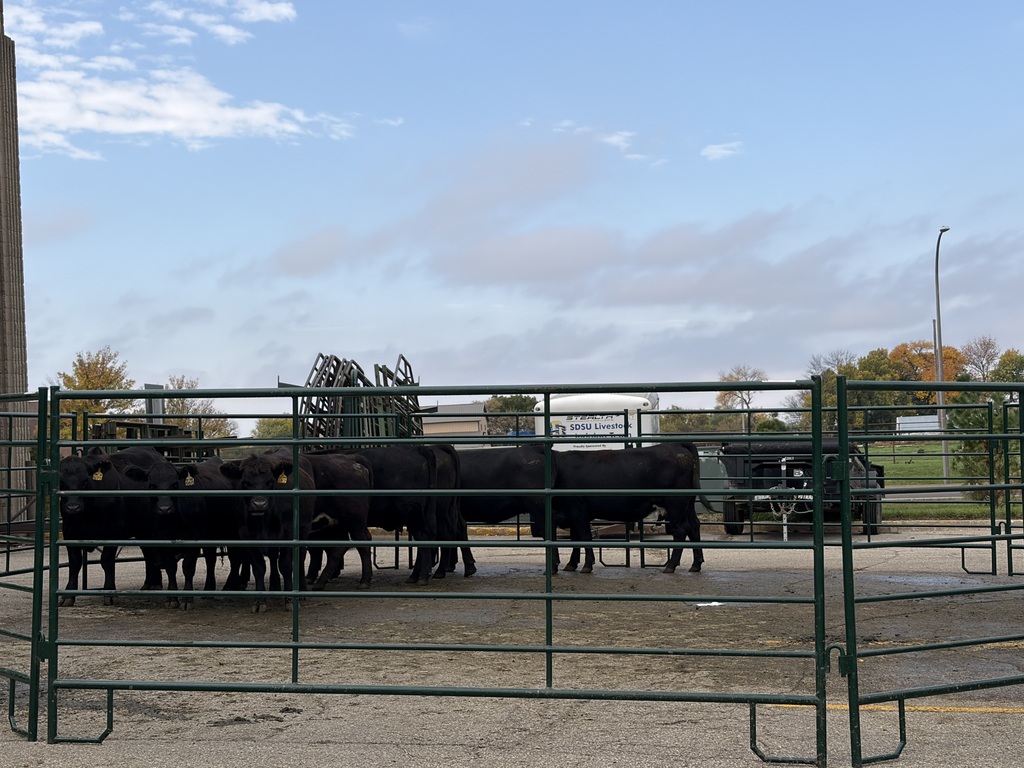 Beef cattle in a pen