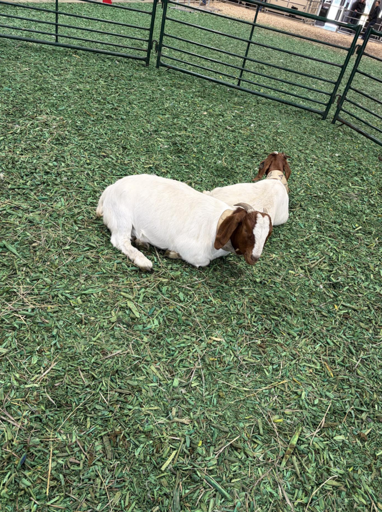 Two goats in a pen