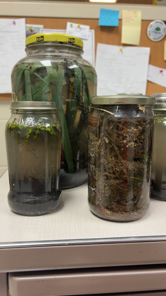 Four jars of water, with various plant material, on a countertop with a bulletin board in the background.