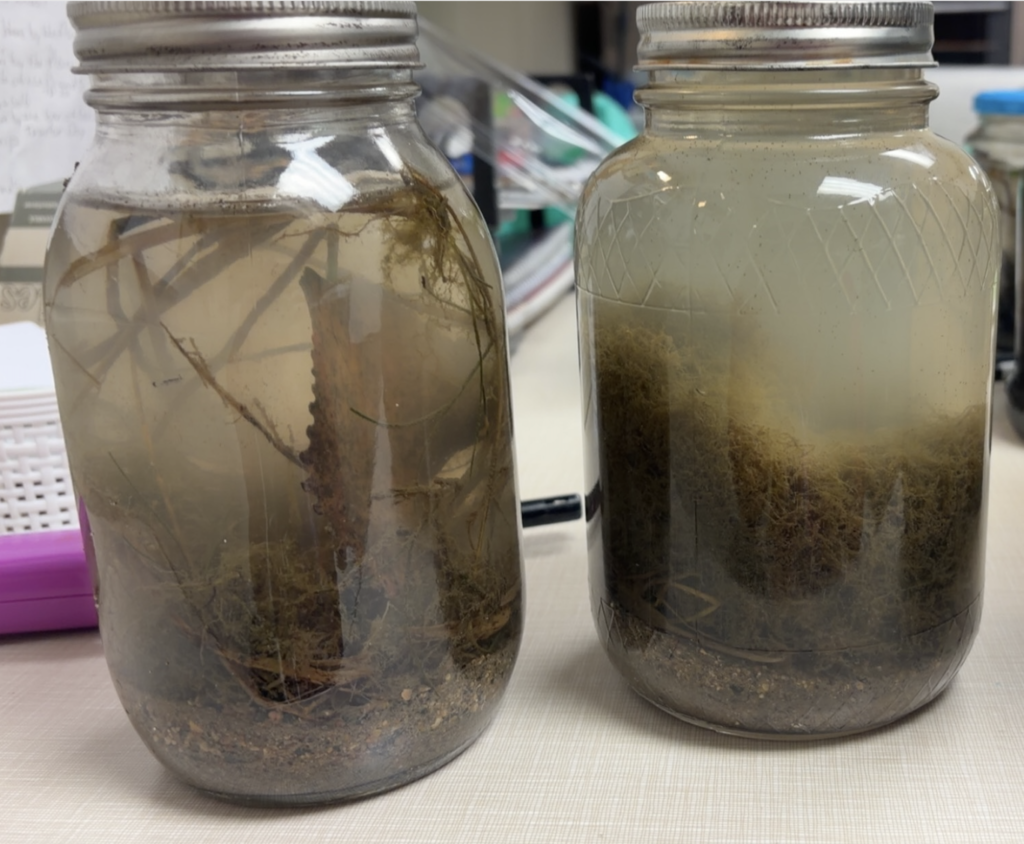 Two glass jars with lids, filled with green liquid and plant matter, on a white countertop.
