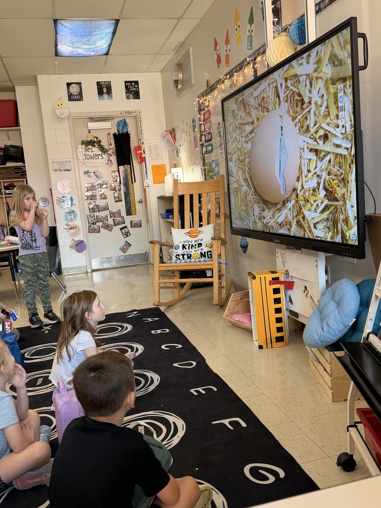 video shows the hatching of a baby chick