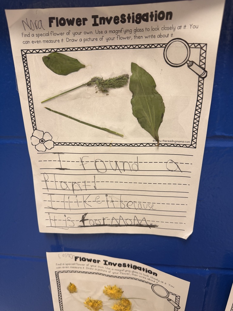 image of a flower investigation by mrs. towers class. it shows some green leaves. 