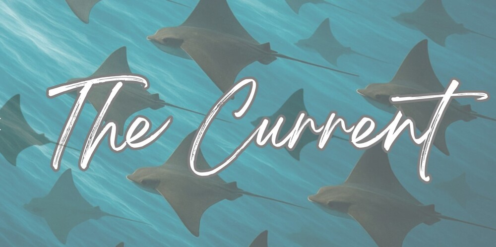 Image of group of stingrays swiming in front of blue water current and overlay of white text "The Current"