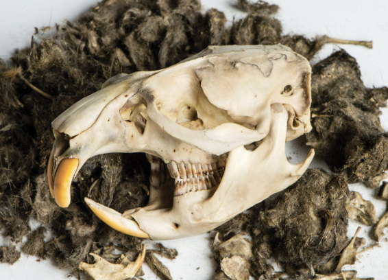 Owl Pellet Dissection