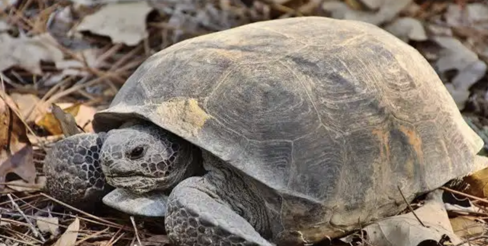 gopher tortoise 