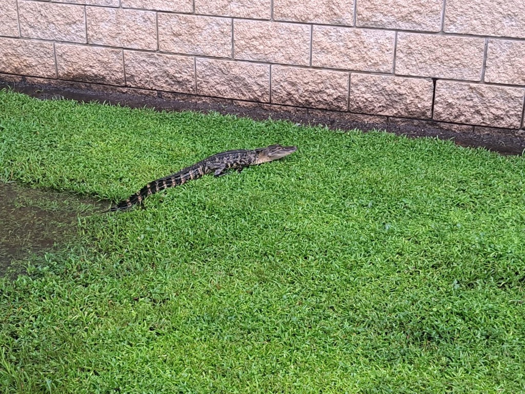 Baby gator found on Northwest Elementary School's campus