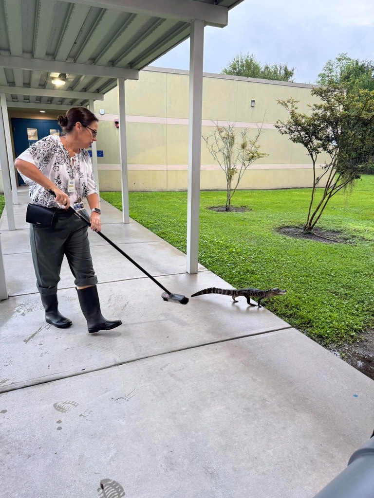Northwest Elementary School's AP Mrs. Cheng coaxing a baby alligator off campus 