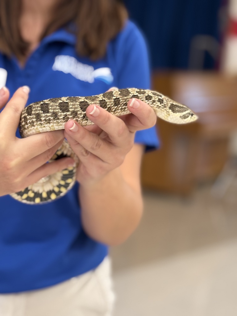 Echo the Hognose Snake