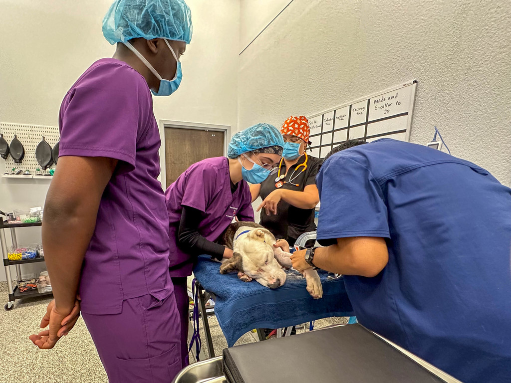 The TBT Vet Assisting Program conducts first on-campus surgery