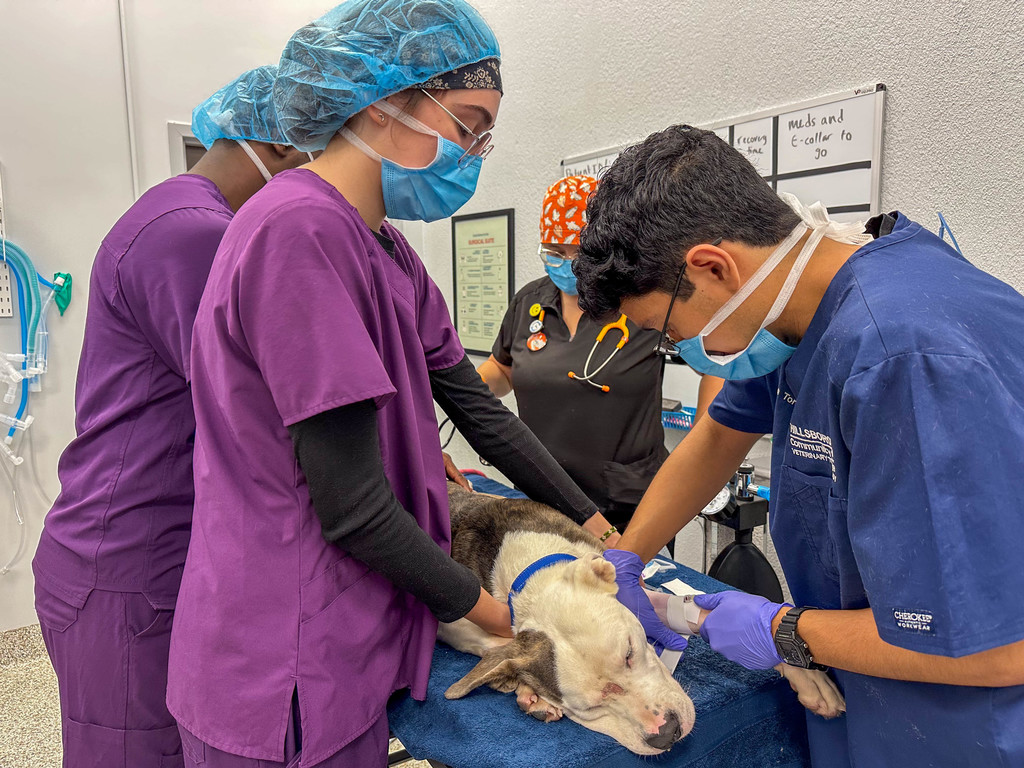 The TBT Vet Assisting Program conducts first on-campus surgery
