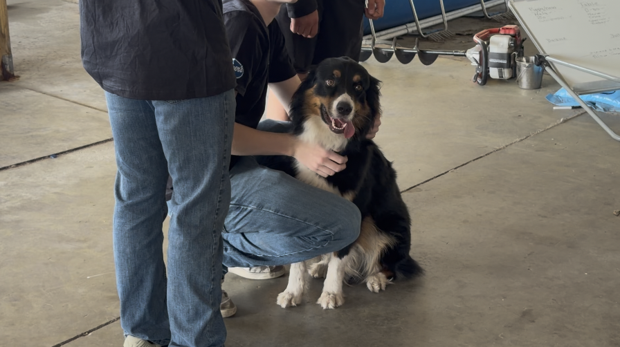Gaither High's Vet Tech Program visits JohnK9 in Plant City