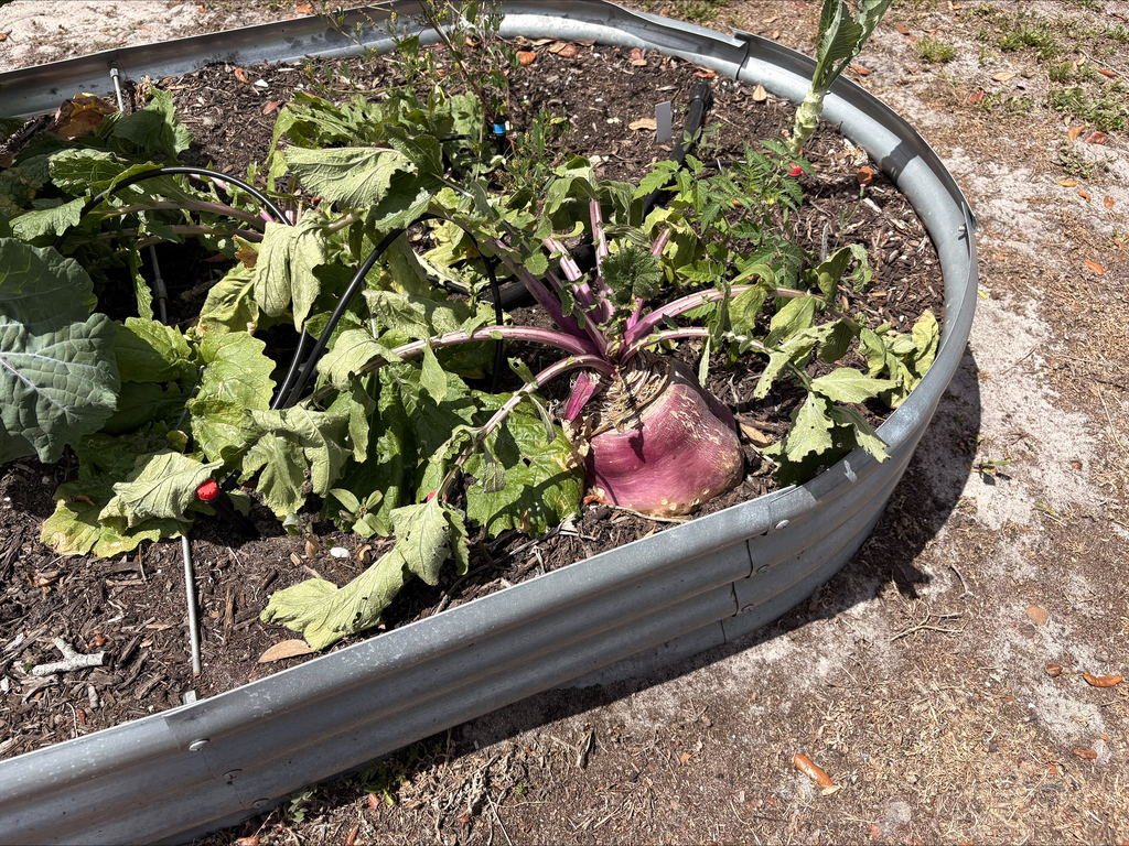 Edison Elementary School's SEEDFOLKids Community Market Day