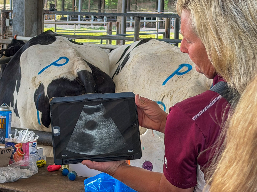 Armwood Agriculture students visit M&B Dairy in Lecanto