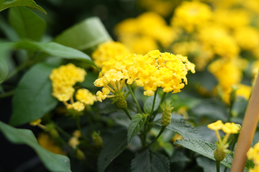 Durant FFA Plant Sale