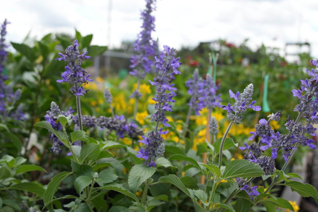 Durant FFA Plant Sale
