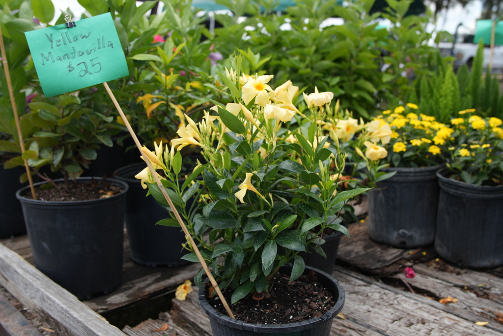 Durant FFA Plant Sale