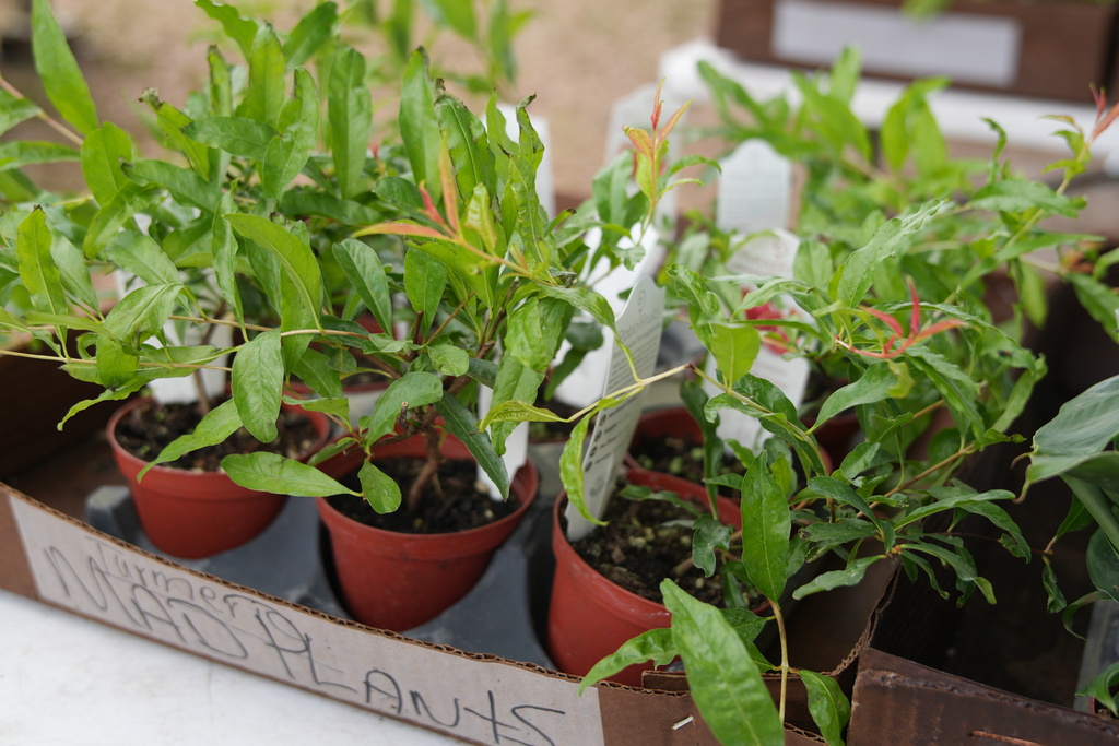 Durant FFA Plant Sale